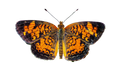 Pearl Crescent Butterfly Die Cut Sticker - Fultz Brothers Photography