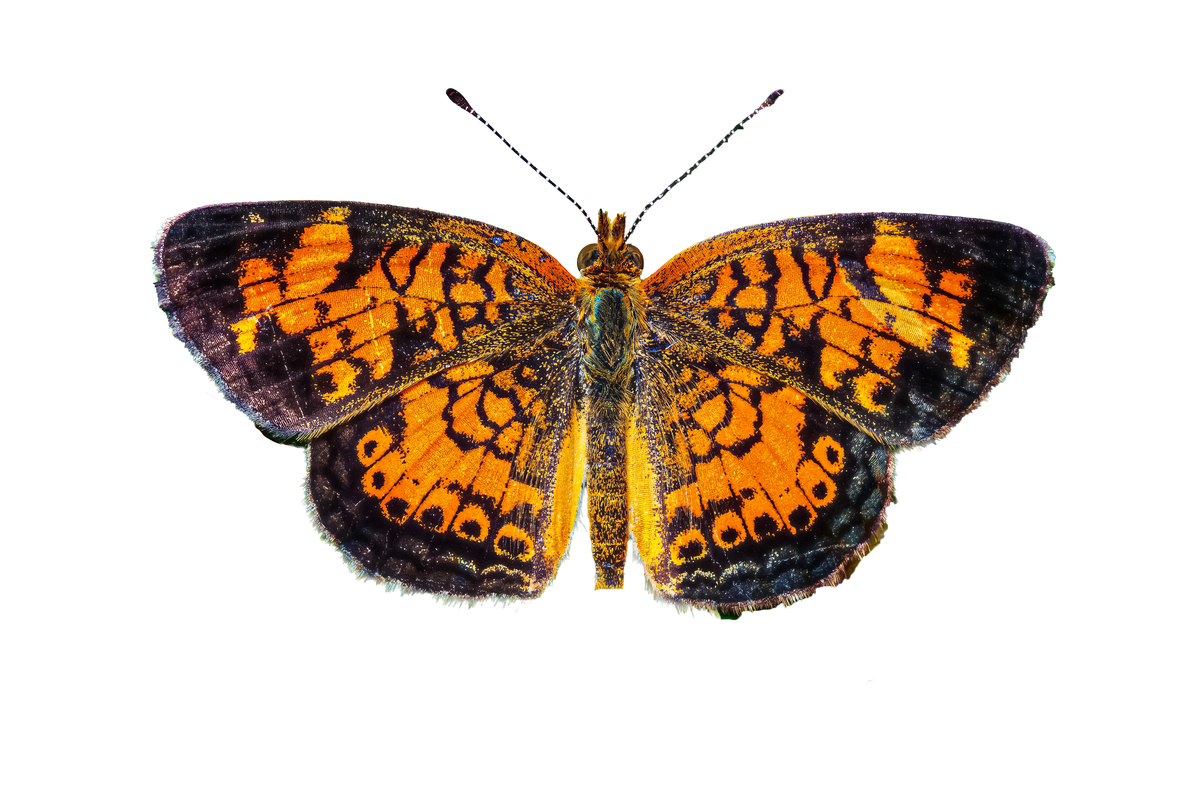 Pearl Crescent Butterfly Die Cut Sticker - Fultz Brothers Photography