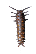 Pipevine Swallowtail Caterpillar Sticker