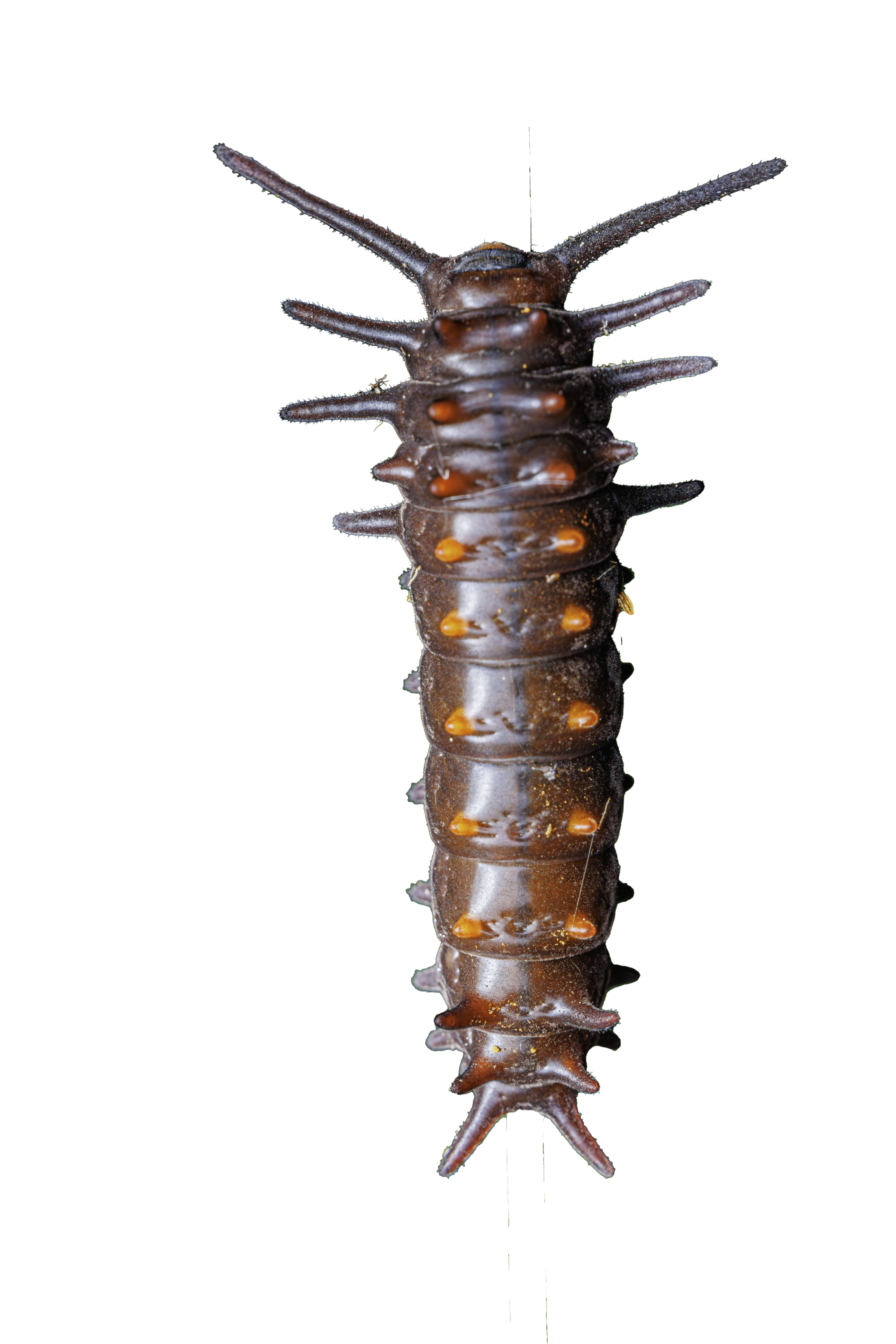 Pipevine Swallowtail Caterpillar Sticker