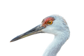 Sandhill Crane