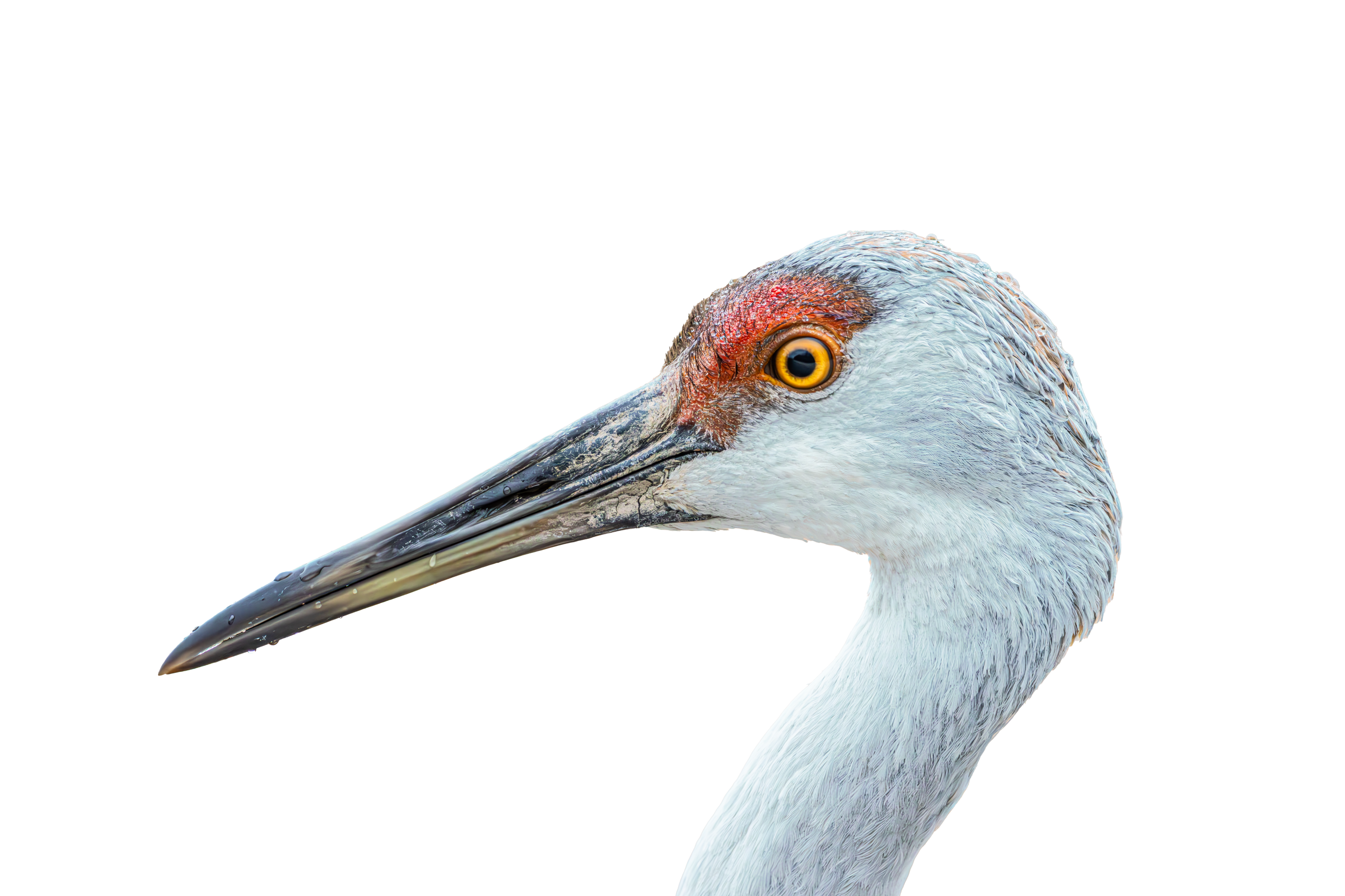 Sandhill Crane