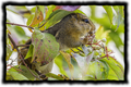 Chipmunk Eating a Berry Sticker