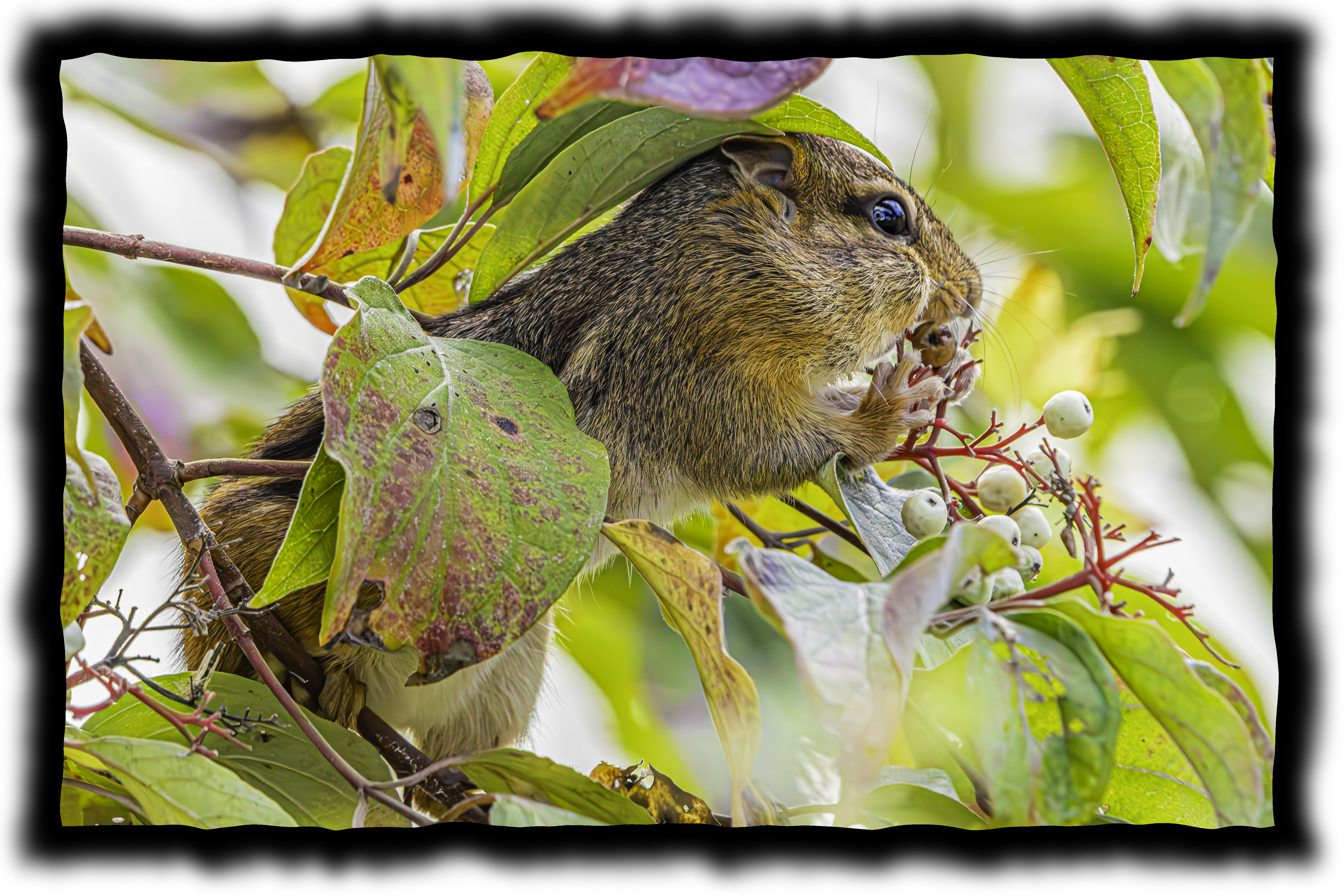 Chipmunk Eating a Berry Sticker
