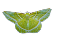 Showy Emerald Moth - Fultz Brothers Photography