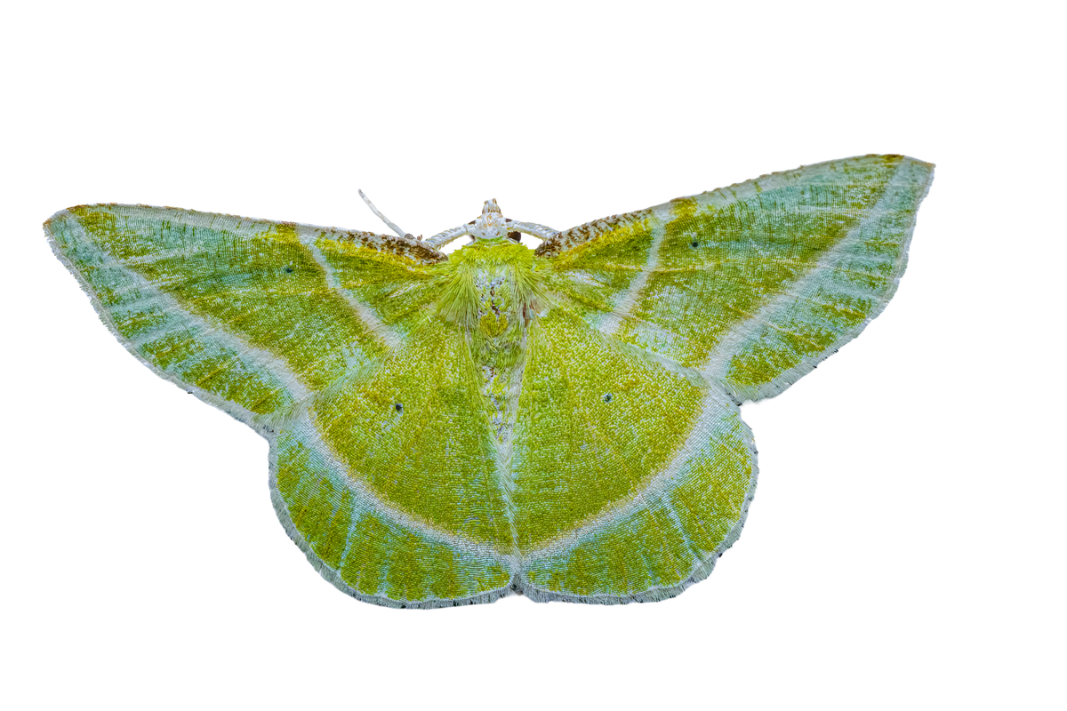 Showy Emerald Moth - Fultz Brothers Photography